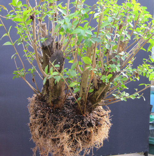 Privet Multi Trunk Bonsai